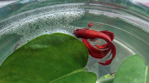 betta fish eggs